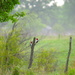 Red-Headed Woodpecker Pair by kareenking