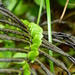NZ fern by ziggy77