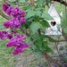 Lilac by jo38