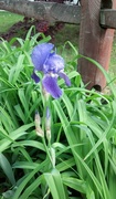 16th May 2015 - Blooming Iris