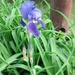 Blooming Iris by jo38