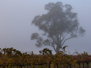 15th May 2015 - Fog over the vines