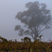 Fog over the vines by flyrobin