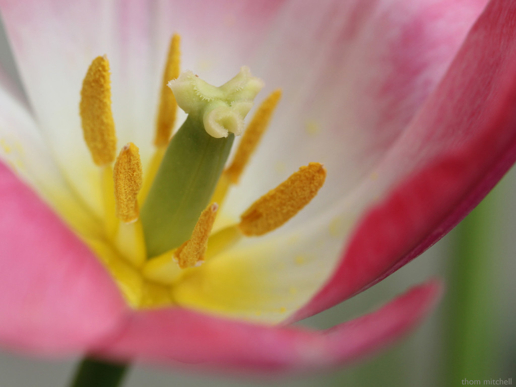 Tulip close-up by rhoing