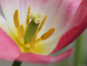 17th Apr 2015 - Tulip close-up