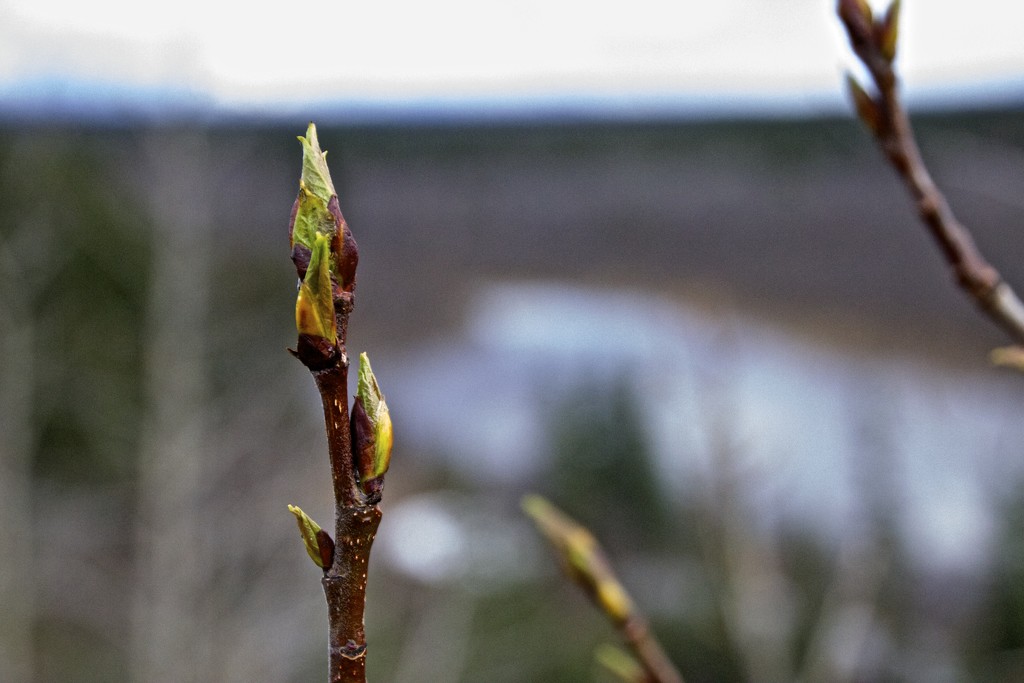 Birch Buds by jetr