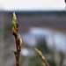 Birch Buds by jetr