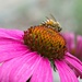 Pollinating by lynne5477
