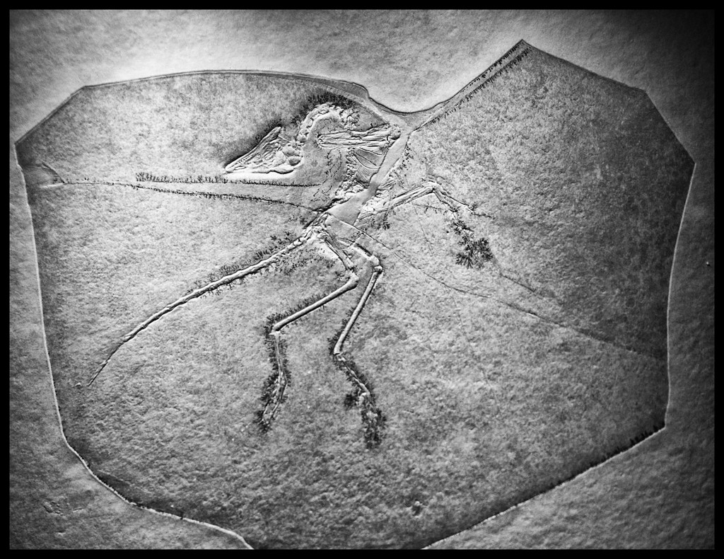 Archaeopteryx (cast) by annied