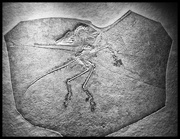 7th May 2015 - Archaeopteryx (cast)