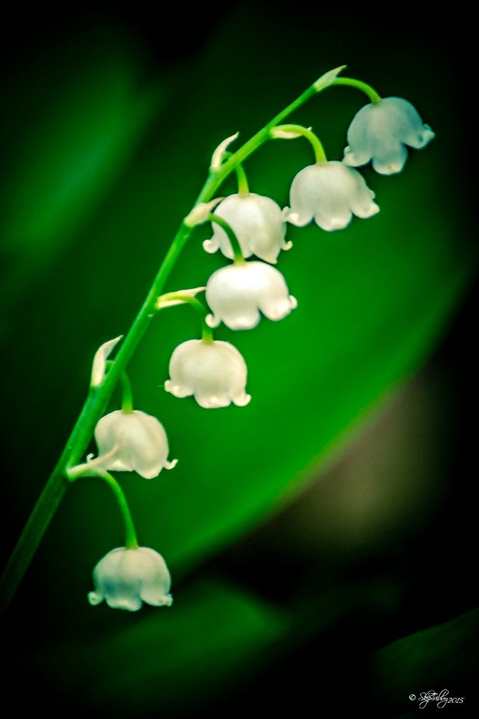 Lily of The Valley by skipt07