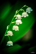 16th May 2015 - Lily of The Valley