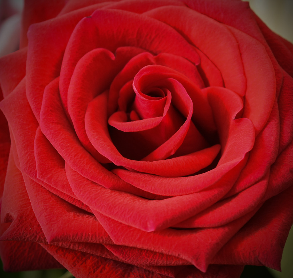 Red Rose Macro by rickster549