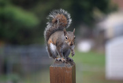 16th May 2015 - Squirrel