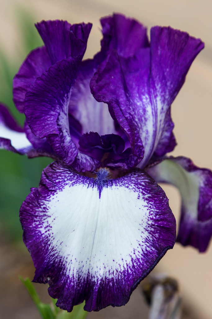 More Iris by lindasees