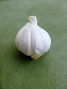 19th Apr 2015 - Garlic