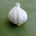 Garlic by kjarn