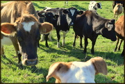 16th May 2015 - Tilly meets a Cow