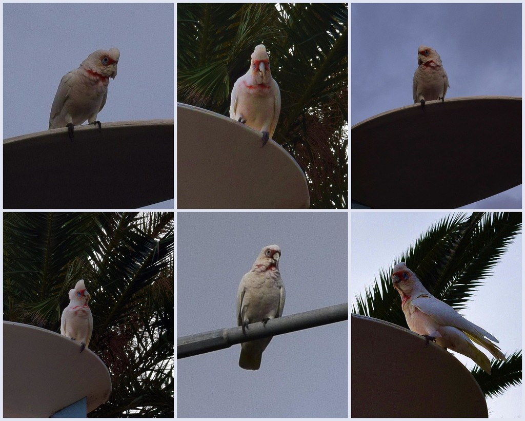 Cheeky White Cockatoos! by happysnaps