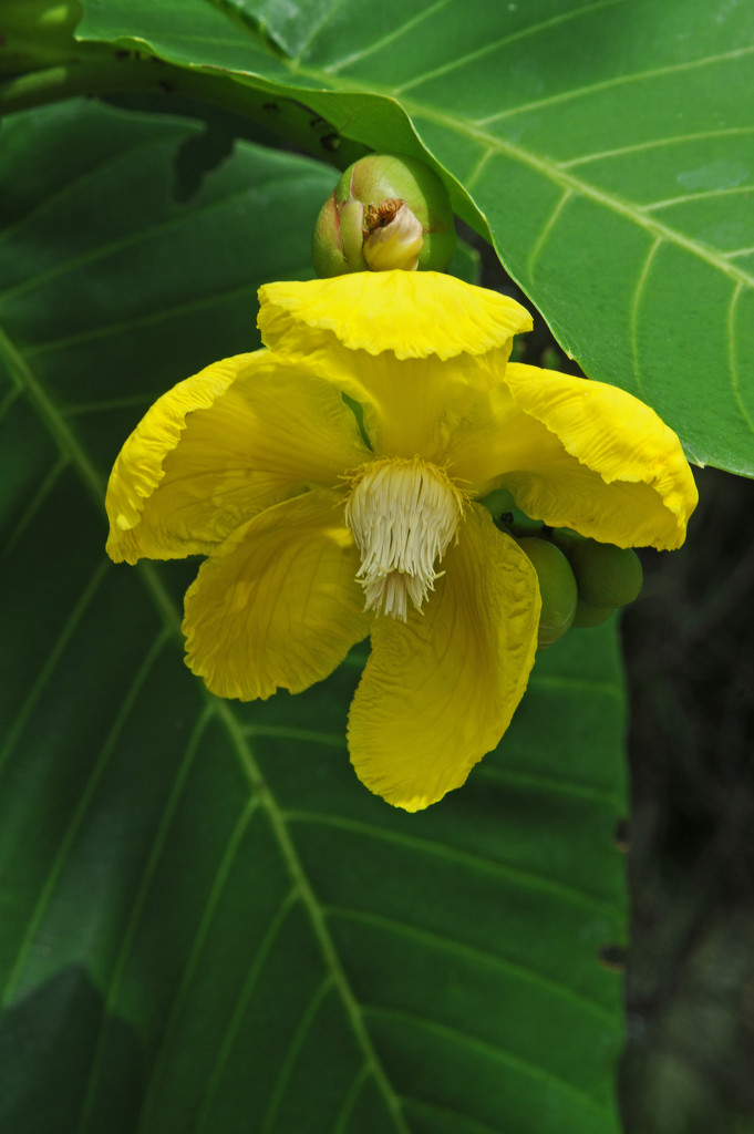Dillenia Suffruticosa yellow variety by ianjb21