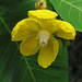 Dillenia Suffruticosa yellow variety by ianjb21