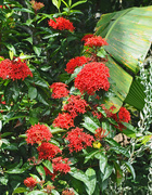 9th May 2015 - Egyptian Star Cluster shrub