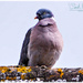  Wood Pigeon by carolmw