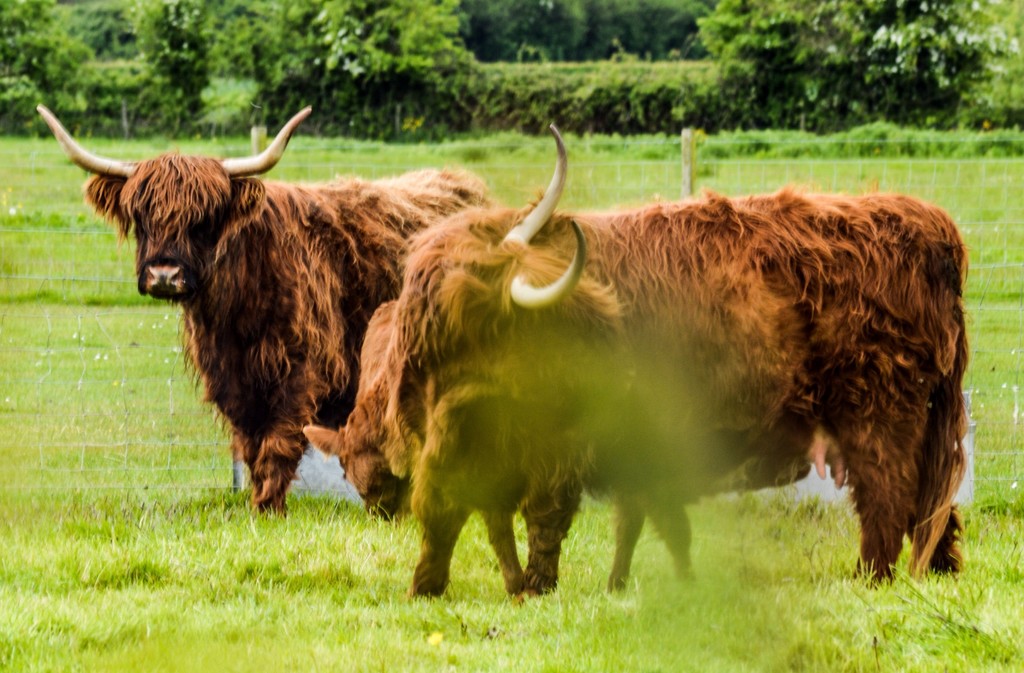 Highland Cows by stuart46