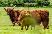 17th May 2015 - Highland Cows