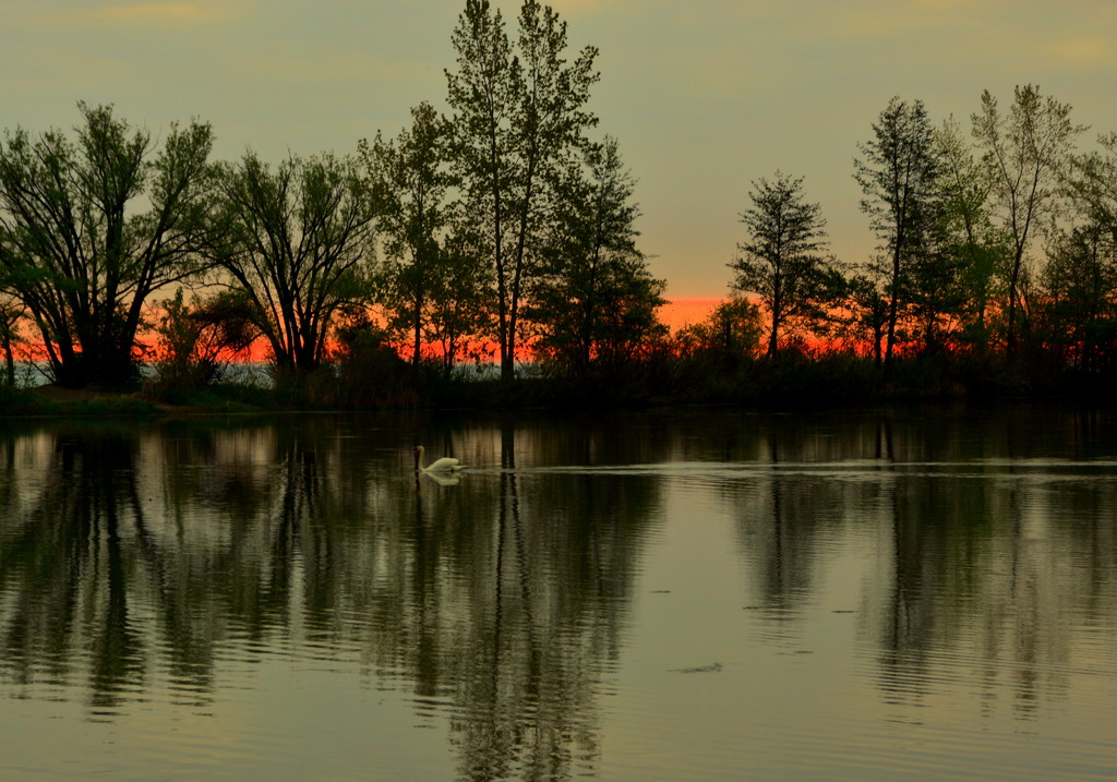 Sunrise on 'Swan Lake" by jayberg