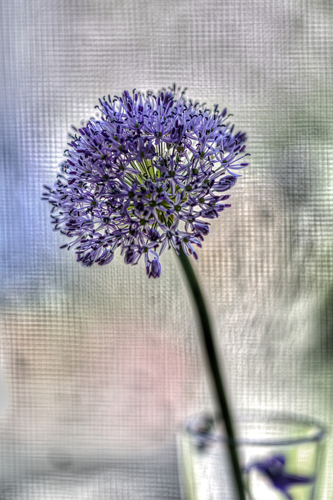 Sunday Window Allium by gardencat