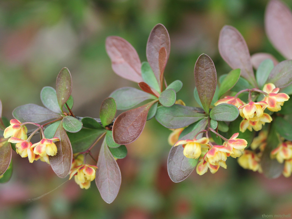 Barberry flowers by rhoing