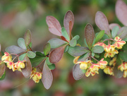 19th Apr 2015 - Barberry flowers