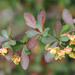 Barberry flowers by rhoing