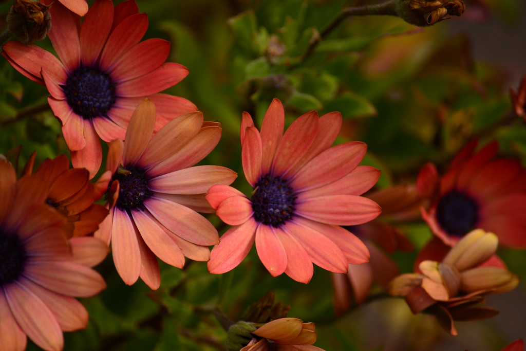 African daisies by ziggy77