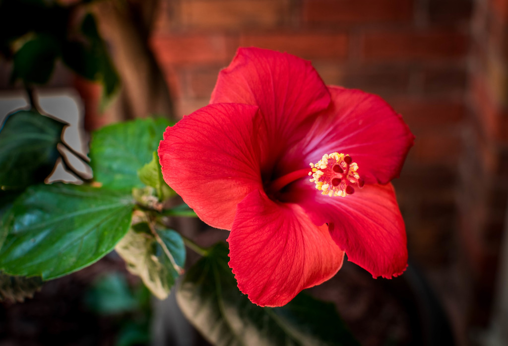 First Hibiscus Bloom by ckwiseman