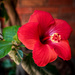 First Hibiscus Bloom by ckwiseman