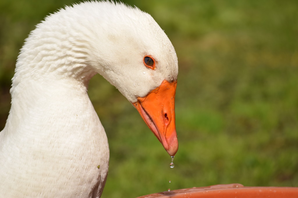 grieving goose by christophercox