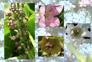 15th May 2015 - Flower Montage
