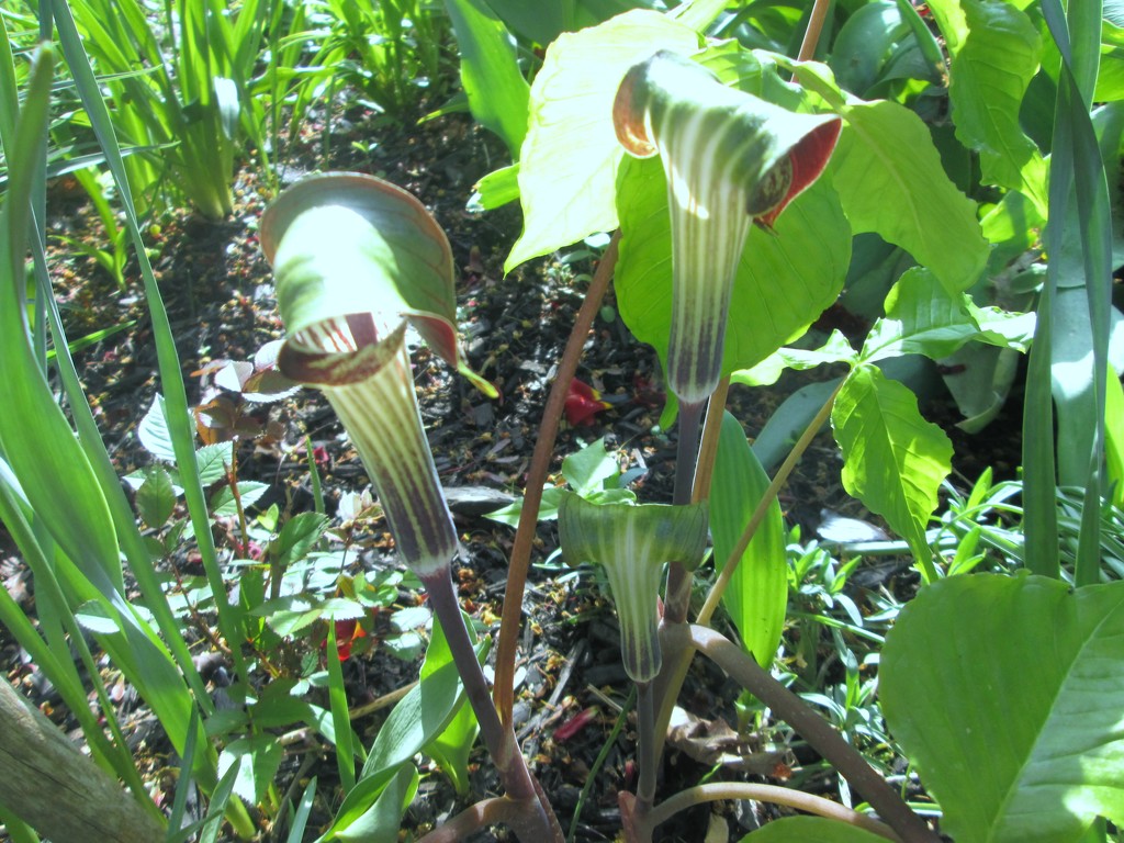 Jack in the pulpit by bruni
