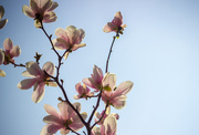 17th May 2015 - Magnolias Blooming
