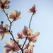 Magnolias Blooming by tracymeurs