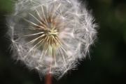 17th May 2015 - Some See Weeds...I See Wishes