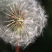 Some See Weeds...I See Wishes by sarahsthreads