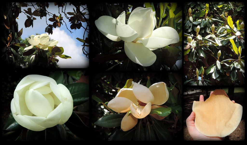 Magnolia blossoms by homeschoolmom