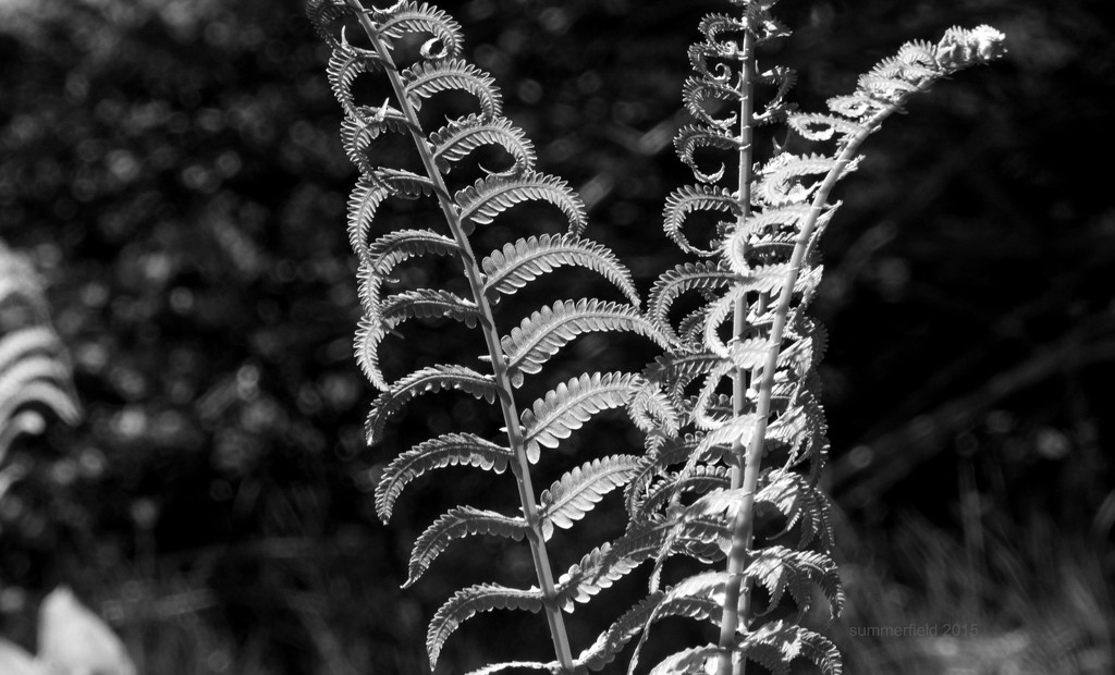 fern in black and white  by summerfield