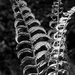 fern in black and white  by summerfield