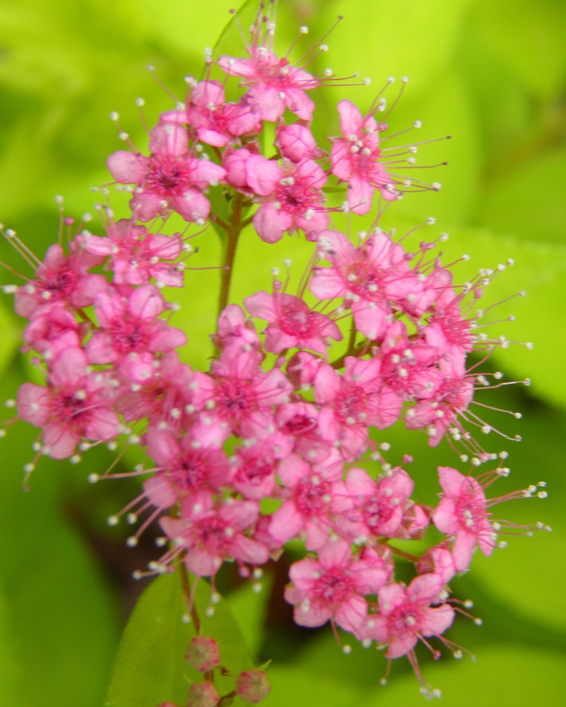 Tiny Pink Blossoms by daisymiller