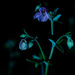 columbines at night by jackies365