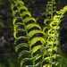 fern the colour version by summerfield